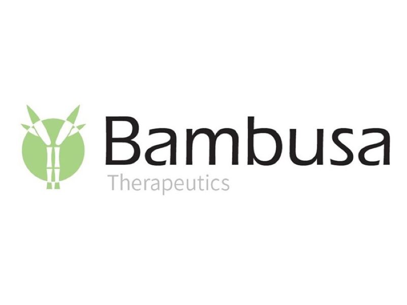 bambusa